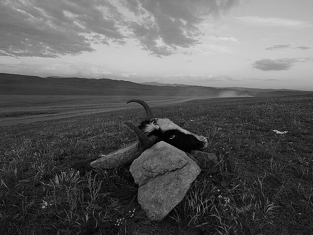 Head of sacred cattle in Mongolia (C) Sumiyajav Dorjrentsen