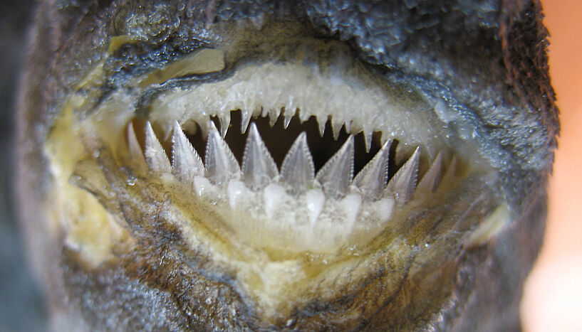 Kieferformen von 90 Haien zeigen: Evolution je nach Lebensraum Foto: (C) Kriwett