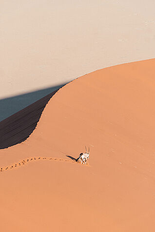 Oryxantilope vor Düne in Namibia. (C) Malte Weisner