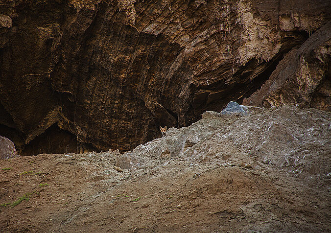 Rocks in Northeastern Anatolia and a fox (C) Yaroslav Zechner