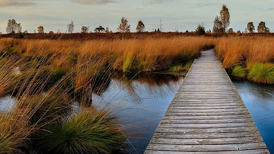 Peatland in Belgium. Photo: CC Herbert Aust, Pixabay