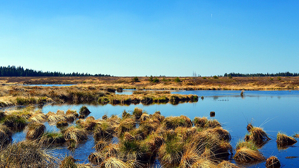 Peatland. Photo: CC Marisa04 on Pixabay