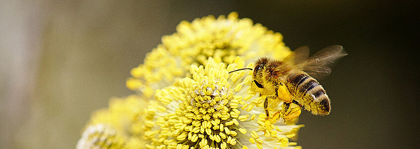 Bee on Flower. Photo: CC, Pastrure on Pixabay