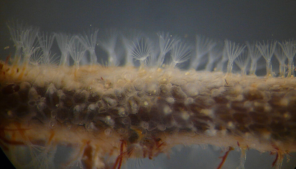 Tentakelkronen einer Bryozoen-Kolonie in Fressposition. Foto: © Andrey Ostrovsky