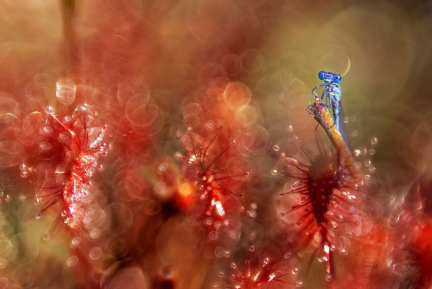 Libelle im Moor. CC, Superbamboe on Pixabay