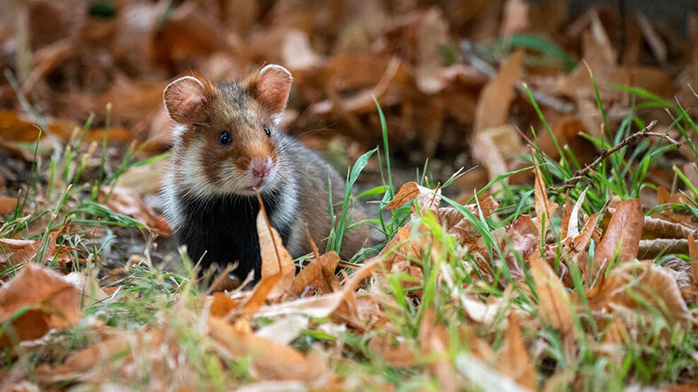 Feldhamster - zum Artikel Wildtiere auf Wiener Friedhöfen  © Martina Konecny