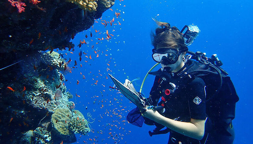 Feldforschung am Roten Meer: Paläontolog:innen untersuchen eine Reihe von fossilen und lebenden Korallenriffen, um die Entwicklung dieser wichtigen Ökosysteme von Ozeanen angesichts der Klimaerwärmung zu prognostizieren. Quelle: Universität Wien