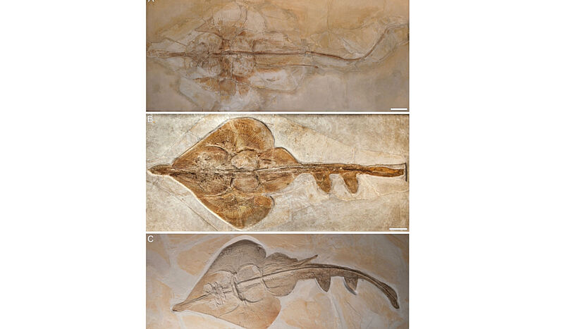 Abb. 1: Aellopobatis bavarica: Die neu entdeckte Art, vollständige Fossilien sind nur aus Deutschland bekannt. Diese Art ist außerdem die größte Art von allen und kann bis zu 170cm groß werden. C: Türtscher et al. (2024, Abbildung 4) 