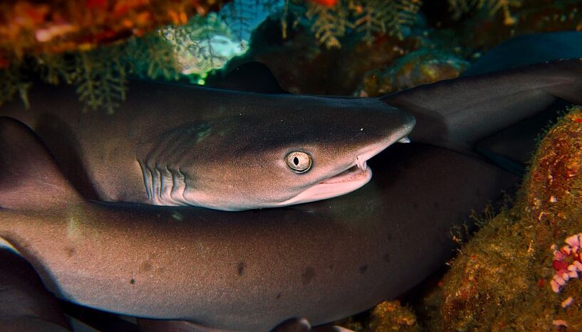 A group of whitetip reef sharks (Triaenodon obesus) resting under a table coral off the coast of Indonesia, one of the world's current hotspots of cartilaginous fish diversity. C: Manuel A. Staggl 