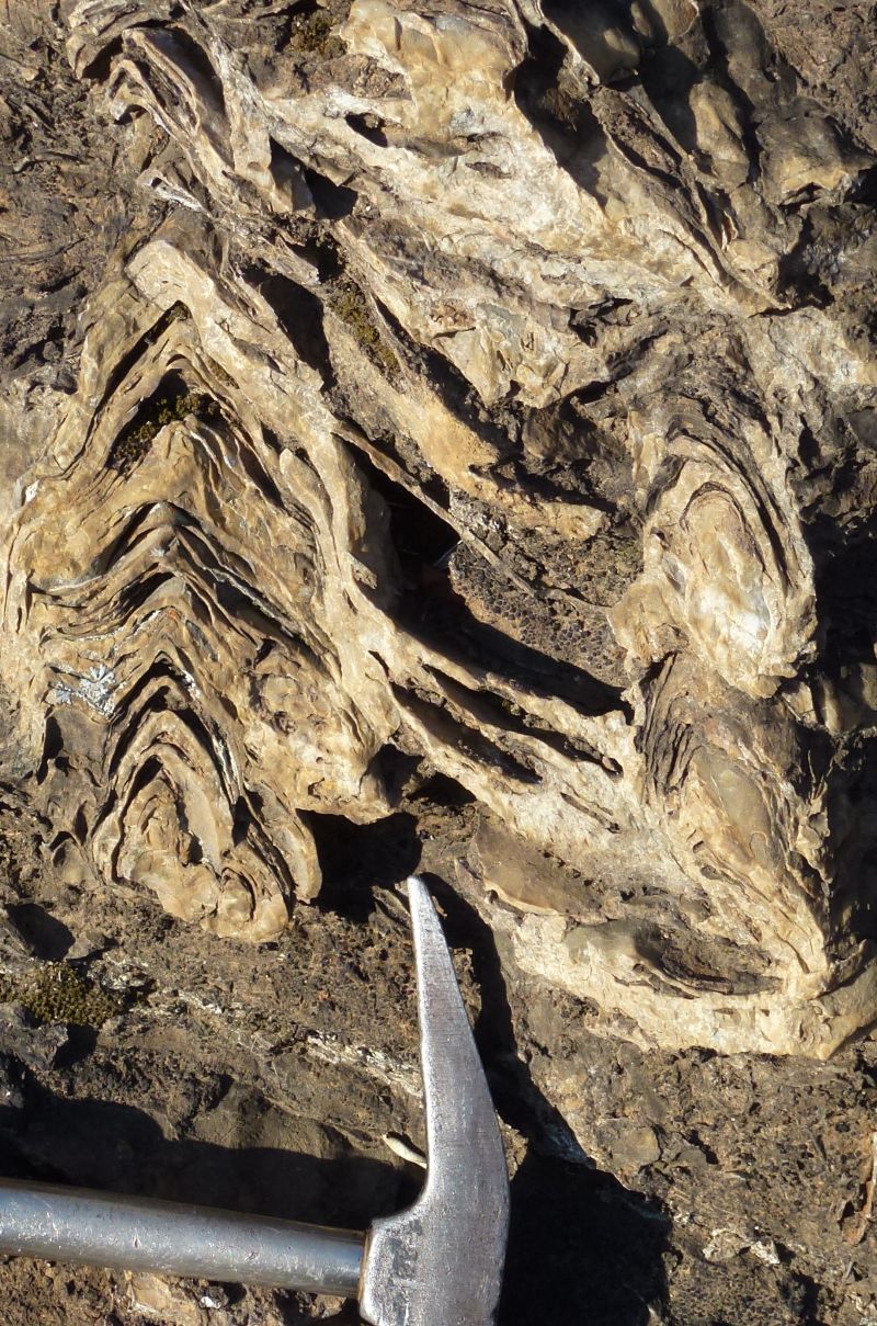 2.95-billion-year-old fossil stromatolite of the Pongola Supergroup, South Africa